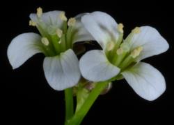 Cardamine chlorina. Top view of flowers.
 Image: P.B. Heenan © Landcare Research 2019 CC BY 3.0 NZ
